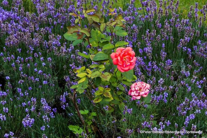 Lavendel im Unkrautladen